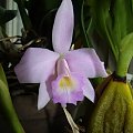 Laelia alaorii x praestans