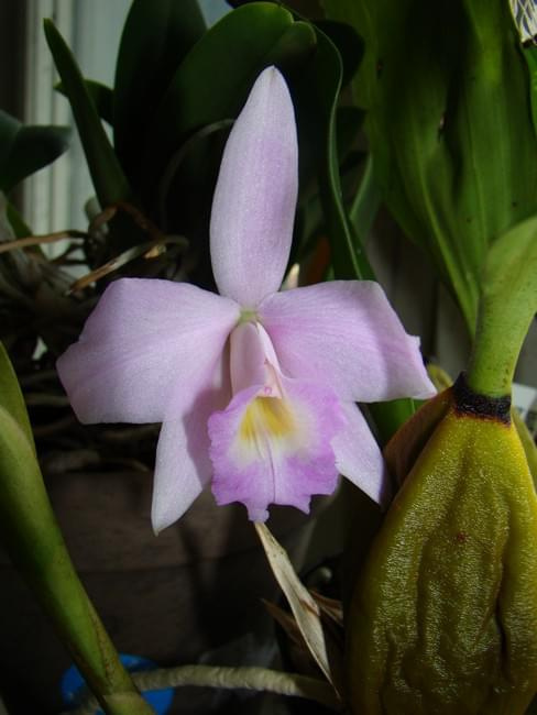 Laelia alaorii x praestans