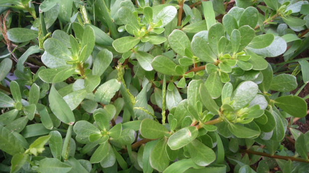 roślina do identyfikaacji