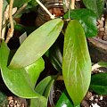 Hoya ilagiorum