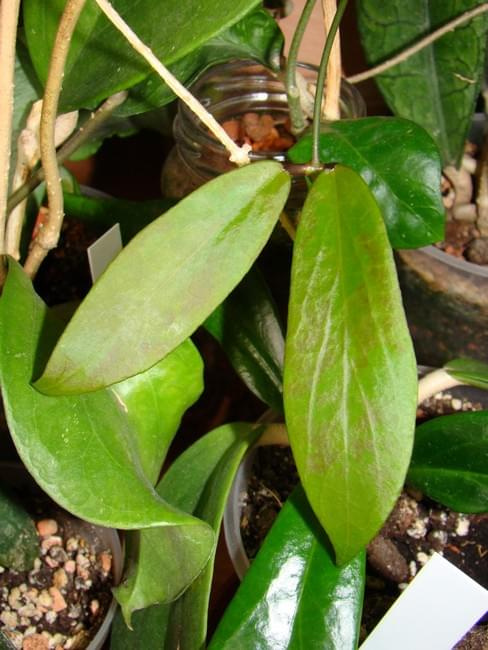 Hoya ilagiorum