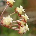 Hoya finlaysonii EPC-143