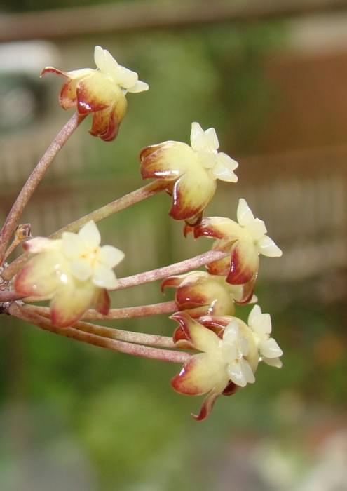 Hoya finlaysonii EPC-143