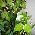 Hoya pottsii