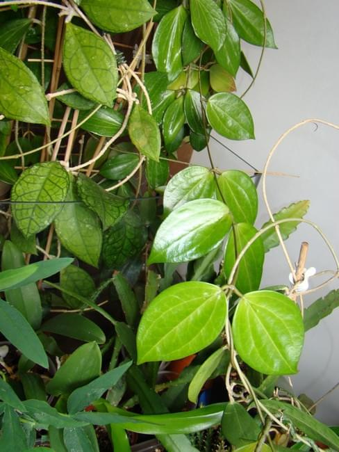 Hoya pottsii