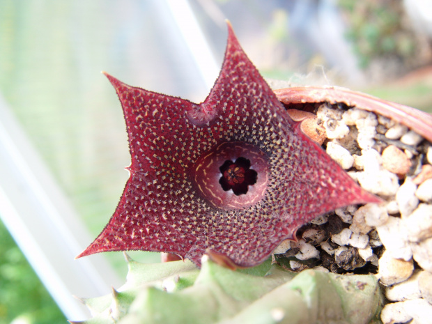 huernia