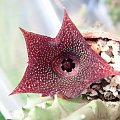 huernia