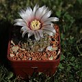 Gymnocalycium gaponii B 42, Argentina Villa Rafael Benegas, Cordoba, 900m