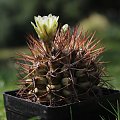 Gymnocalycium schickendantzii v. pungens