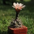 Gymnocalycium striglianum ssp. aeneum