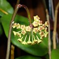 Hoya surigaoensis