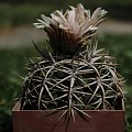 Gymnocalycium ferox v. ferocior