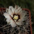 Gymnocalycium spec.