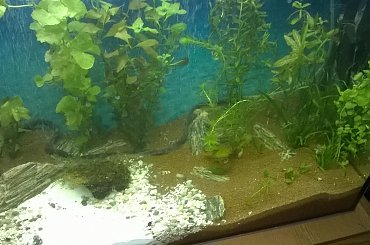 zomiren1 akwarium 4sierpnia2015 (2dni po zalaniu) #zomiren1 #akwarium #sierpień