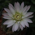 Gymnocalycium spec.