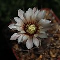 Gymnocalycium bodenbenderianum ssp. intertextum STO 91-476, Tres Arboles, Cordoba, Argentina