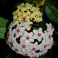 Hoya surigaoensis i carnosa