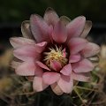 Gymnocalycium kieslingii v. alboareolatum