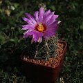 Thelocactus bicolor SB 278