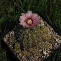 Gymnocalycium kieslingii v. alboareolatum