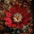 Gymnocalycium baldianum LB 1250, Buena Vista, Catamarca, Argentina 1630m