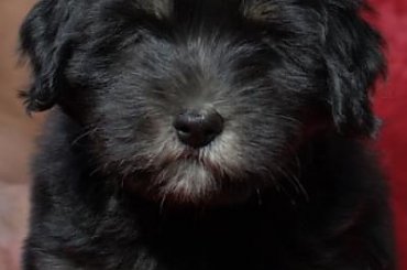 #POn #PolskiOwczarekNizinny #AmaCanem