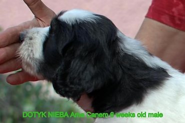 #PON #AmaCanem #hodowla