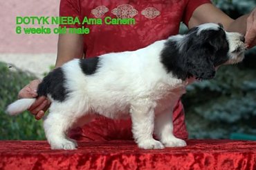 #PON #AmaCanem #hodowla