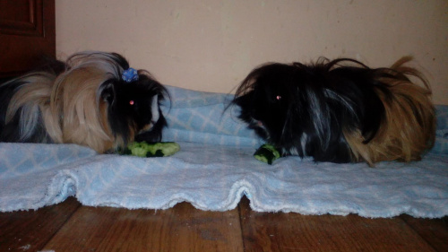 Zoe i Trixie 3