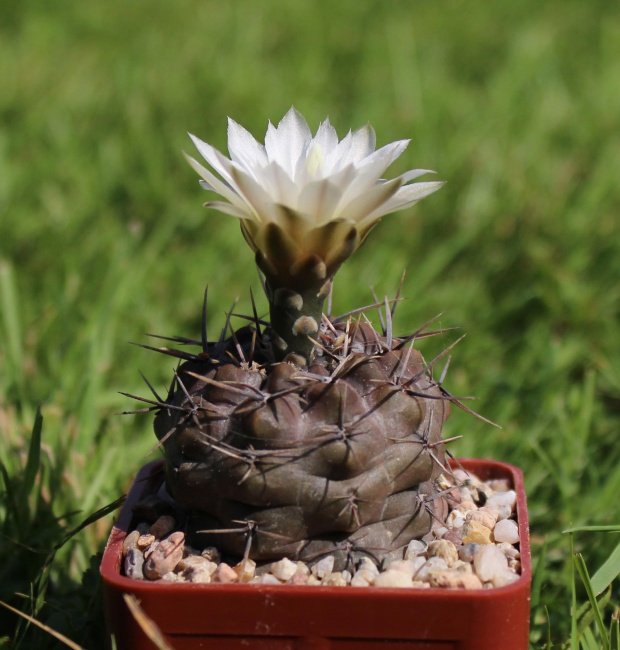 Gymnocalycium chubutense JPR 92-29/72