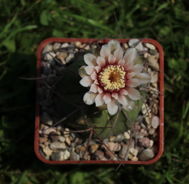 Gymnocalycium spegazzinii LF 58