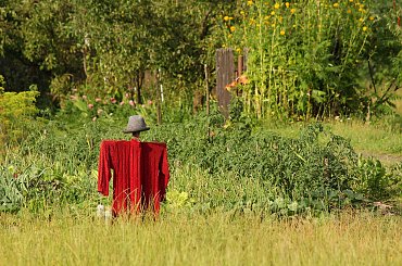 Strach:) #StrachNaWróble #łąka #warzywo #lato