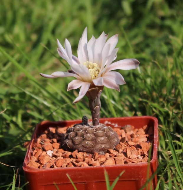 Gymnocalycium ragonesei WR 224