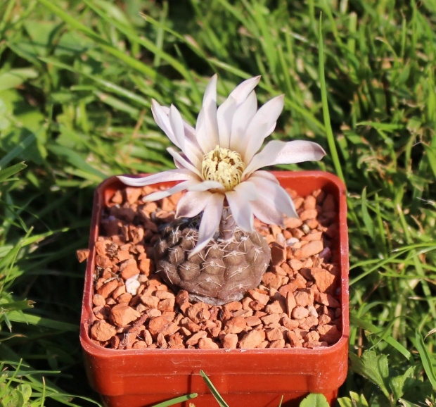 Gymnocalycium ragonesei WR 224