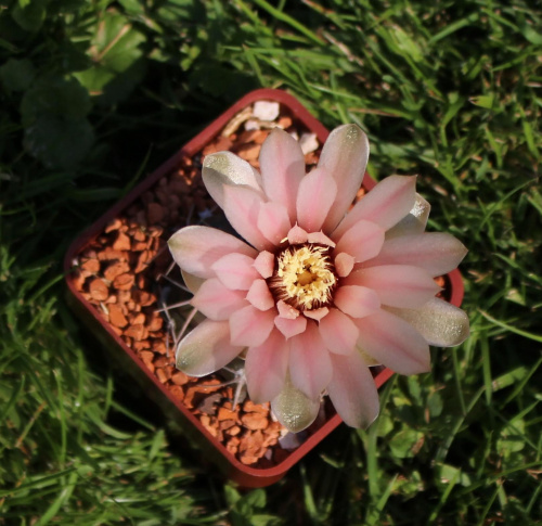 Gymnocalycium hinojitum MT 07-091