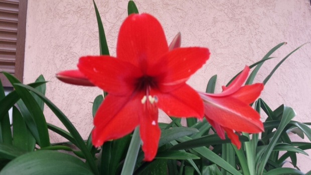 #Hippeastrum #amarylis