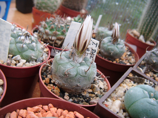 Turbinicarpus