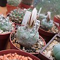 Turbinicarpus