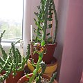 caralluma frerei