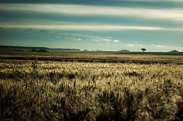 Wschód nad polami #pola #wschód #niebo #łąki #zboża #natura #przyroda