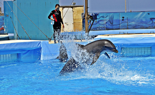 delfin, malta #delfin #malta