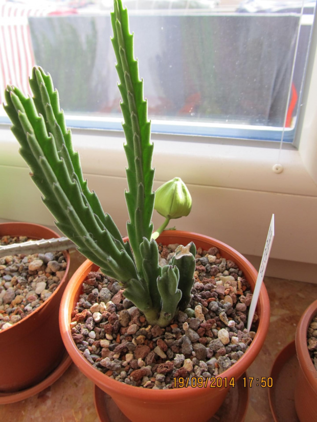 stapelia hirsuta