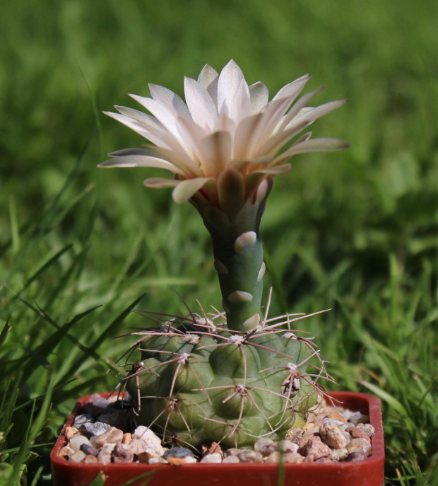 Gymnocalycium spec. JPR 92-103/249