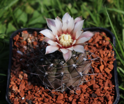 Gymnocalycium ochoterenae GN 86-5/4