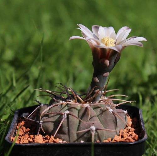 Gymnocalycium knolii WO 66