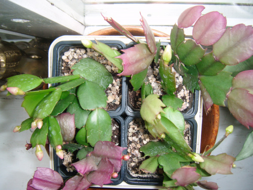 schlumbergera