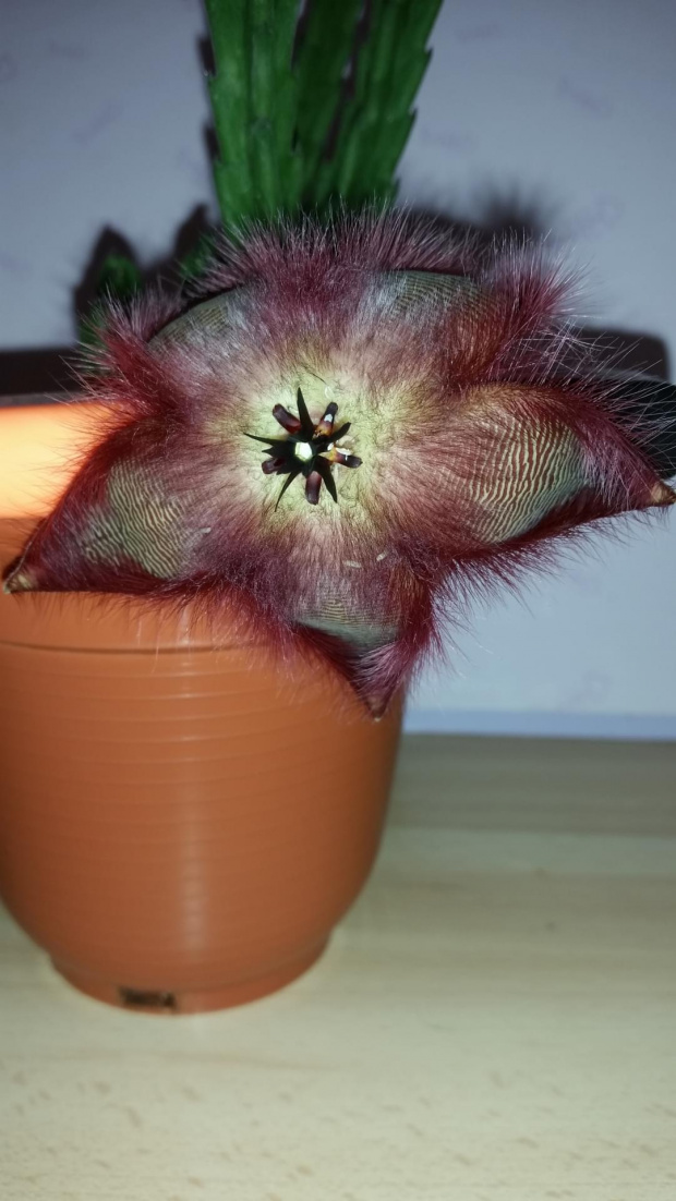 Stapelia hirsuta