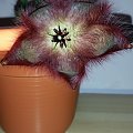 stapelia hirsuta