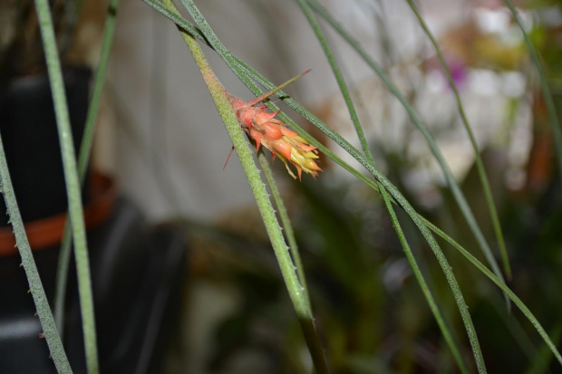 Acanthostachys strobilacea