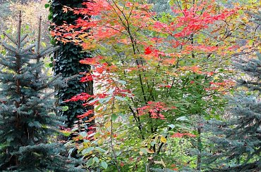 klon jesienią przebarwia się przepieknie #jesień #KoloryDrzewaLas